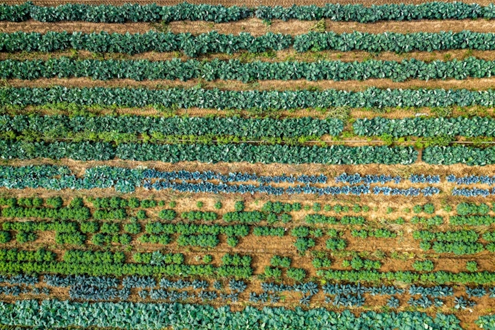 Aerial view of organic vegetable crop rows
